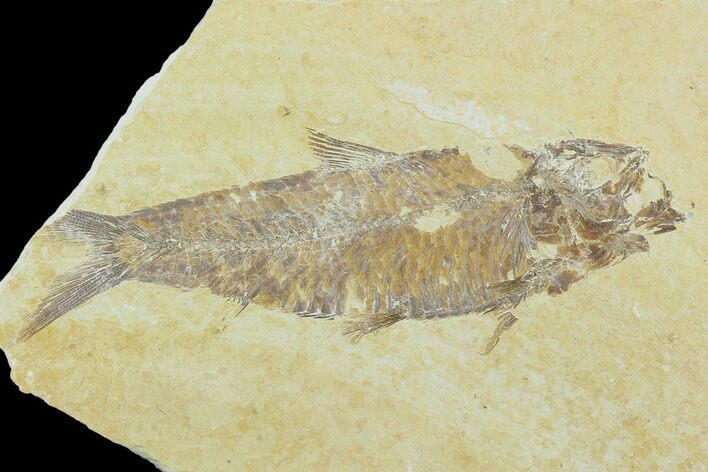 Detailed Fossil Fish (Knightia) - Wyoming #120004
